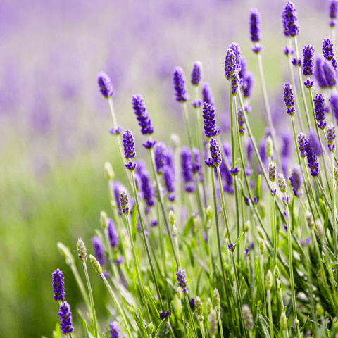 planting lavendar to repel mosquitoes