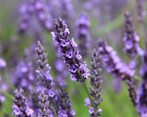 planting lavendar at home keeps mosquitoes away